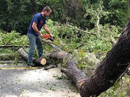 Best Residential Tree Removal  in Bessemer City, NC