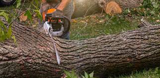 How Our Tree Care Process Works  in  Bessemer City, NC