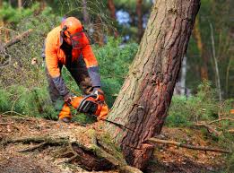 Trusted Bessemer City, NC Tree Removal Services Experts