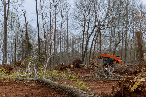 Best Tree Preservation Services  in Bessemer City, NC