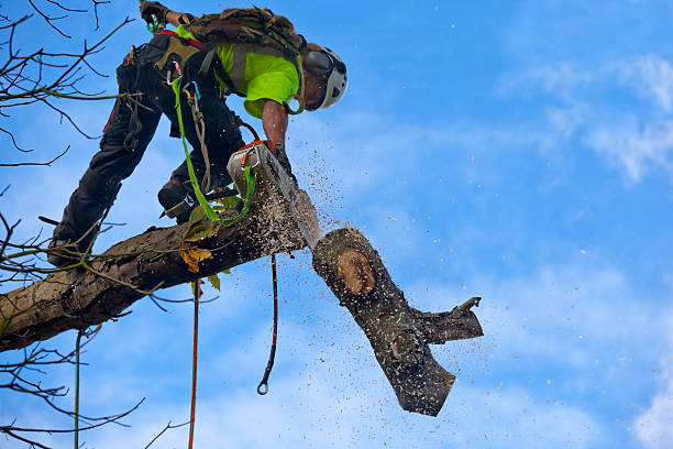  Bessemer City, NC Tree Removal Services Pros