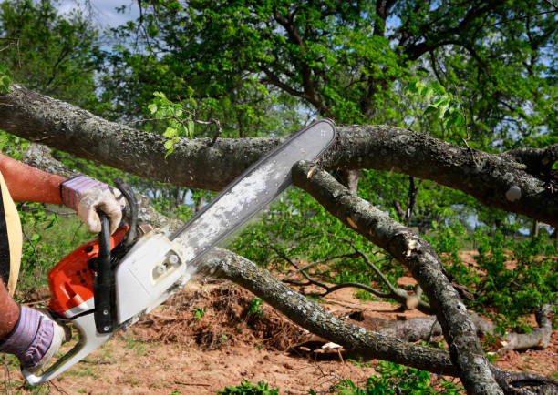 Best Tree and Shrub Care  in Bessemer City, NC